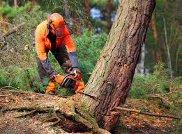 How Our Tree Care Process Works  in  Stamford, TX