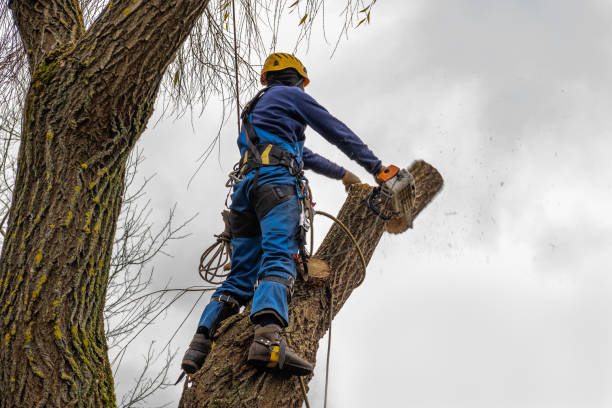 Reliable Stamford, TX Tree Care  Solutions