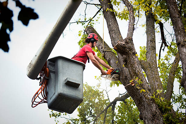 Best Stump Grinding and Removal  in Stamford, TX